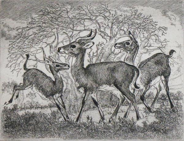 GAZELLES 7/50